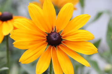 Summer flowers rudbeckia in full bloom