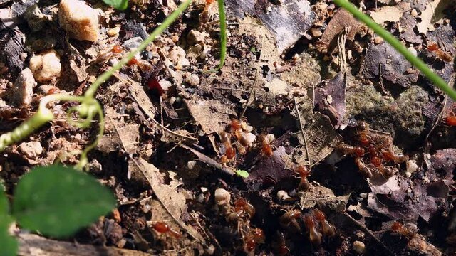 close-up of ugly termites on the dirt