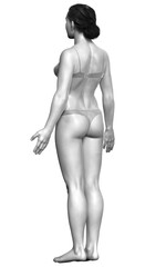 Naklejka premium 3d rendered illustration of the female body
