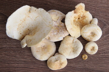 Gruzdi-White forest mushrooms of different sizes
