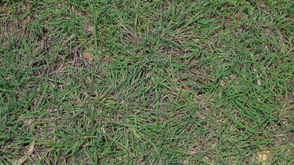 green grass background
