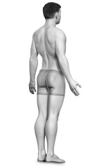 Fototapeta premium 3d rendered illustration of the male body