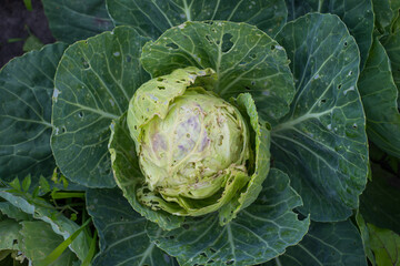 Cabbage eaten insects and pests on an agricultural field.