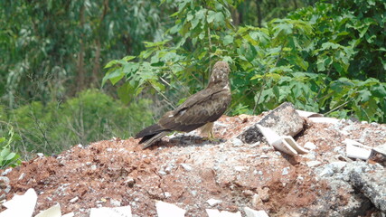 red billed hornbill