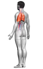 3d rendered, medically accurate illustration of a male lung anatomy