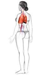 Obraz na płótnie Canvas 3d rendered, medically accurate illustration of a female lung anatomy