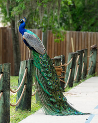 Naklejka premium Peacock bird Stock Photos. Peacock bird close-up profile view. Train tail and head ornament. Peacock bird, the beautiful colourful bird.