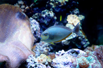 Naklejka na ściany i meble The underwater world. Bright Exotic Tropical coral fish in the Red Sea artificial environment of the aquarium