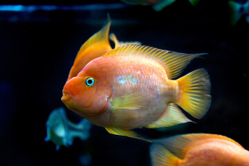 The underwater world. Bright Exotic Tropical coral fish in the Red Sea artificial environment of the aquarium