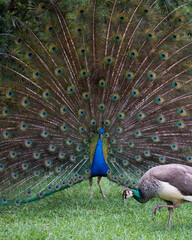 Peacock bird Stock Photos.  Peacock bird close-up profile view fold open fan. Train and head ornament.  Peacock bird, the beautiful colourful bird in courtship with female. 