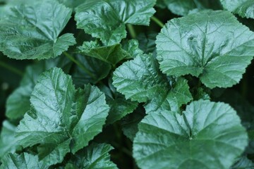 Beautiful green fern in the summer garden