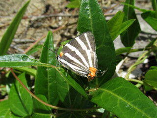 Mariposa tropical de panamá