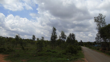 Fototapeta premium road in the woods