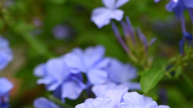 Beautiful Cape leadwort flowers in the garden, flower concept and Tilt down motion
