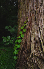 杉の木に這うツタの葉