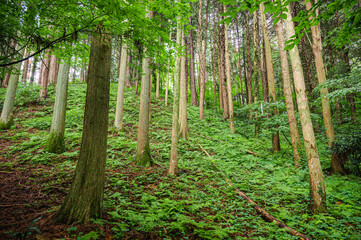 杉の木の森