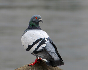 Pigeon Bird Stock Photos.  Pigeon bird close-up profile view.  Pigeon portrait blur background. ©  Aline