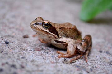 frog on the ground