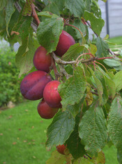 Prunes rouges quetsche, dans le prunier dans le jardin