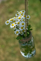 G&auml;nsebl&uuml;mchen h&auml;ngend im Glas