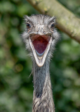 Closeup from a great rhea.
