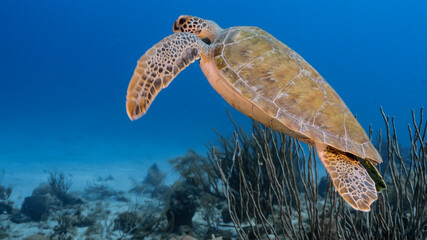 Green Sea Turtle swim in turquoise water of coral reef in Caribbean Sea