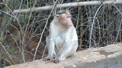 monkeys plying on tree
