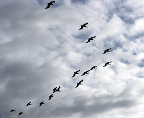 Flock of black birds are flying in V formation in a could filled blue gray sky.