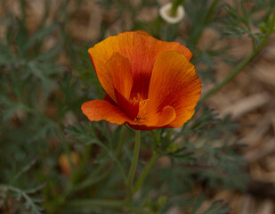 Fototapeta premium California Poppy