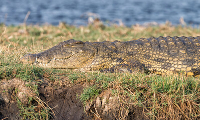 Nile crocodile (Crocodylus niloticus) basking in the sun on the bank of the Chobe river between Botswana and Namibia
