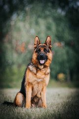 German shepherd dog posing outside. Show dog	