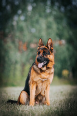 German shepherd dog posing outside. Show dog	