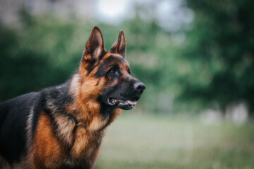 German shepherd dog posing outside. Show dog	
