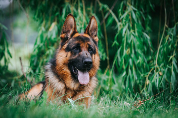 German shepherd dog posing outside. Show dog	