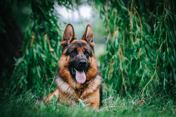 Naklejka premium German shepherd dog posing outside. Show dog 