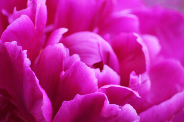 big peony pink, abstract background