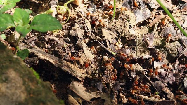 close-up of ugly termites on the dirt