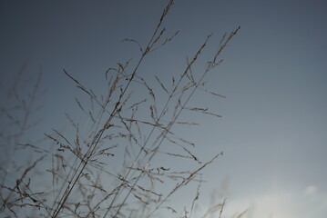grass seeds on sky background
