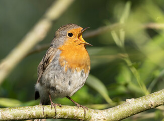 Robin in full voice