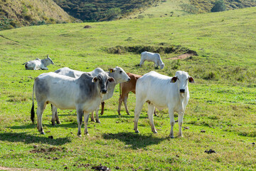 Herd of Nellore cattle being bred for fattening. Brazil's livestock and economy.