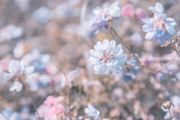 Meadow flowers in the original artwork, blooming white clover in the meadow with dew drops on a natural floral summer original background in pastel colors