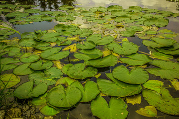 lilia wodna na stawie © WaterLilyPhoto