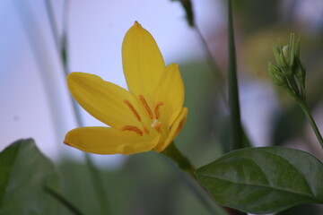 Flower- Zephyranthes Citrina. Yellow Flower.