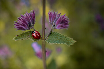 biedronka kwiat © WaterLilyPhoto