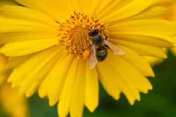 the bee collects nectar on an big yellow flower. The insect has pollen on its legs. Blurred background.