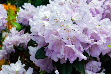 Rhododendron Loderi Pink Diamond is the large sweetly scented trusses of rose pink flowers which...