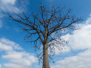 The paineira-rosa is a very popular tree, due to its extraordinary beauty and its curious berry-shaped fruits. The trunk is greenish-gray with thorns