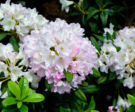 Rhododendron Loderi Pink Diamond is the large sweetly scented trusses of rose pink flowers which fade paler, almost to white, and have faint brown markings. Flowering in early May.