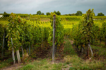 Fototapeta na wymiar Beautiful Vineyard in France, Provence. Horizontal shot.