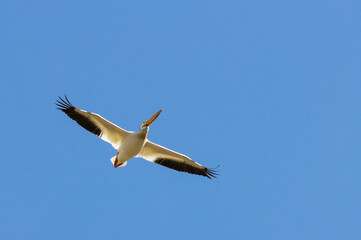 American White Pelicans in Flight
